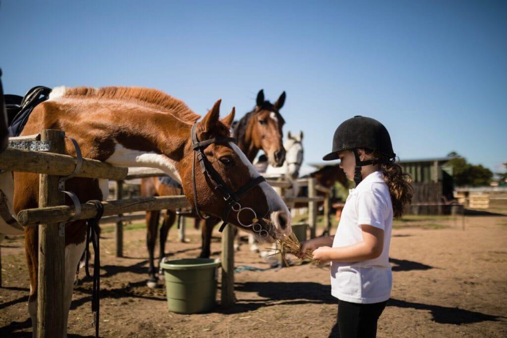 Child feeding a horse at a family horse riding ranch in Alcudia, Mallorca.