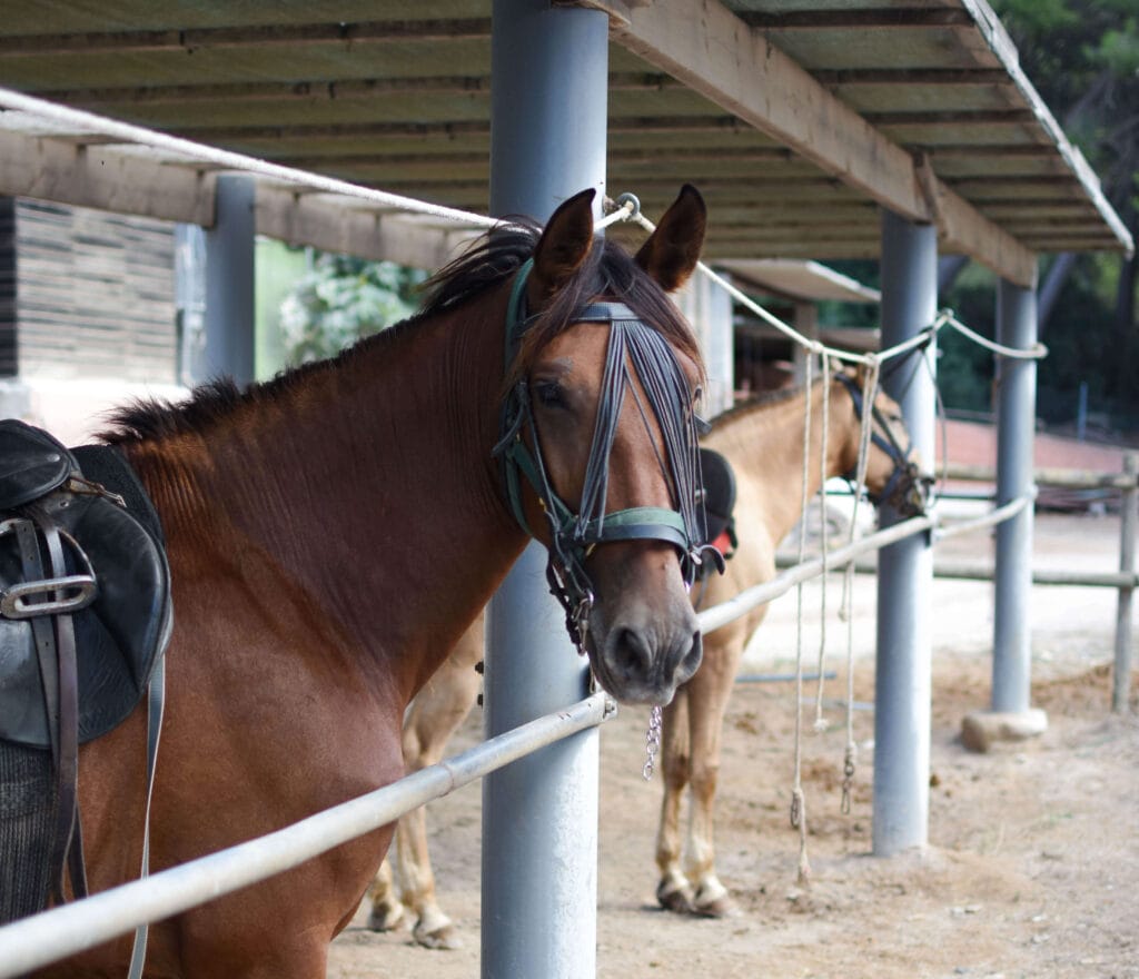 Horseback Riding Mallorca