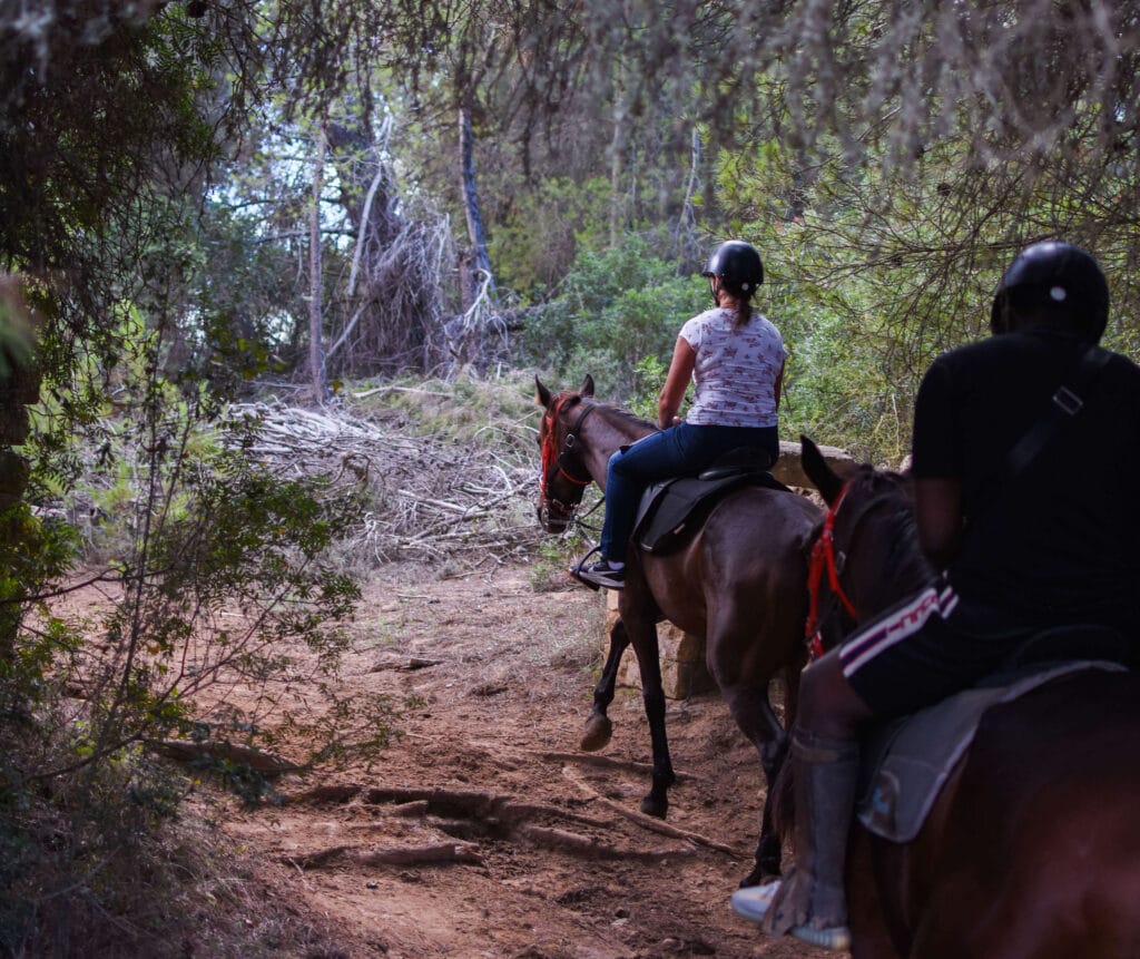 best Horse riding in Mallorca through the Pine Trails of Alcudia Bay